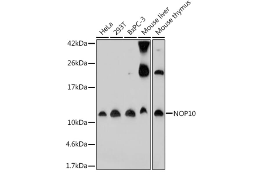 Western Blot - Anti-NOP10 Antibody (A307322) - Antibodies.com