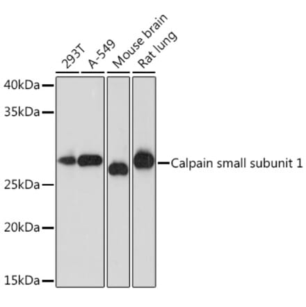 Western Blot - Anti-Calpain small subunit 1 Antibody [ARC1326] (A307324) - Antibodies.com