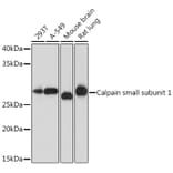 Western Blot - Anti-Calpain small subunit 1 Antibody [ARC1326] (A307324) - Antibodies.com