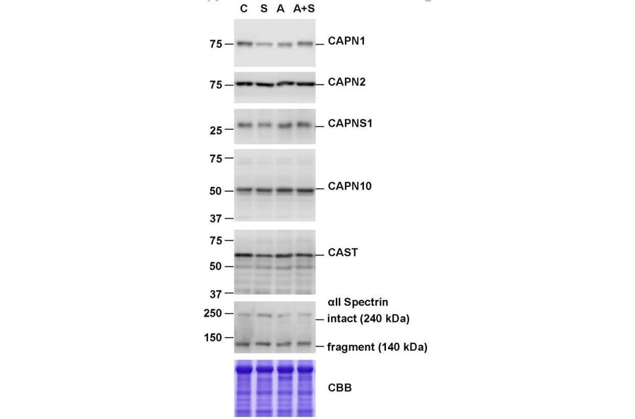 Western Blot - Anti-Calpain small subunit 1 Antibody [ARC1326] (A307324) - Antibodies.com