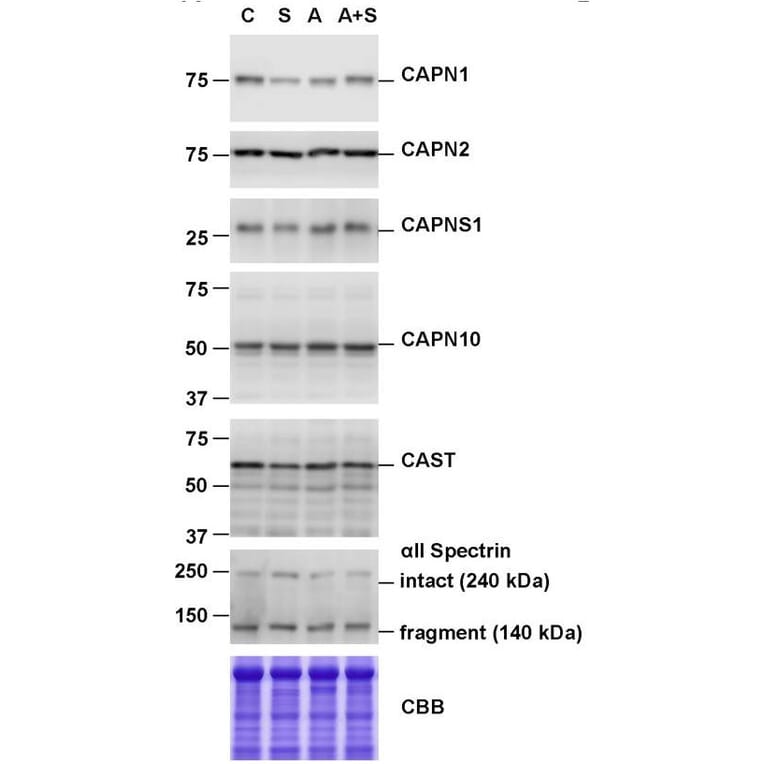 Western Blot - Anti-Calpain small subunit 1 Antibody [ARC1326] (A307324) - Antibodies.com