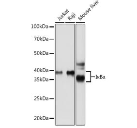 Western Blot - Anti-IKB alpha Antibody [ARC0194] (A307325) - Antibodies.com