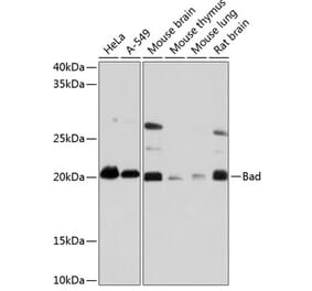 Western Blot - Anti-Bad Antibody [ARC0074] (A307327) - Antibodies.com