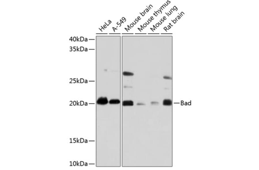 Western Blot - Anti-Bad Antibody [ARC0074] (A307327) - Antibodies.com
