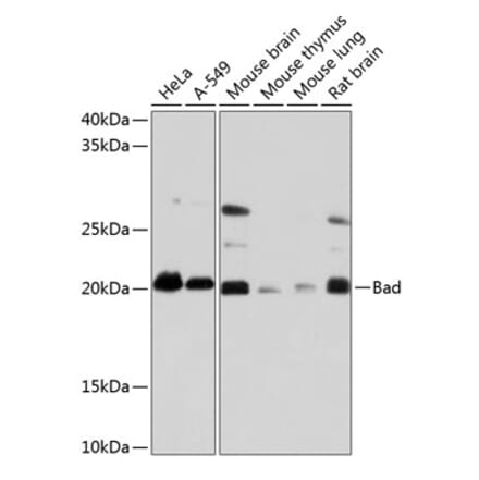 Western Blot - Anti-Bad Antibody [ARC0074] (A307327) - Antibodies.com