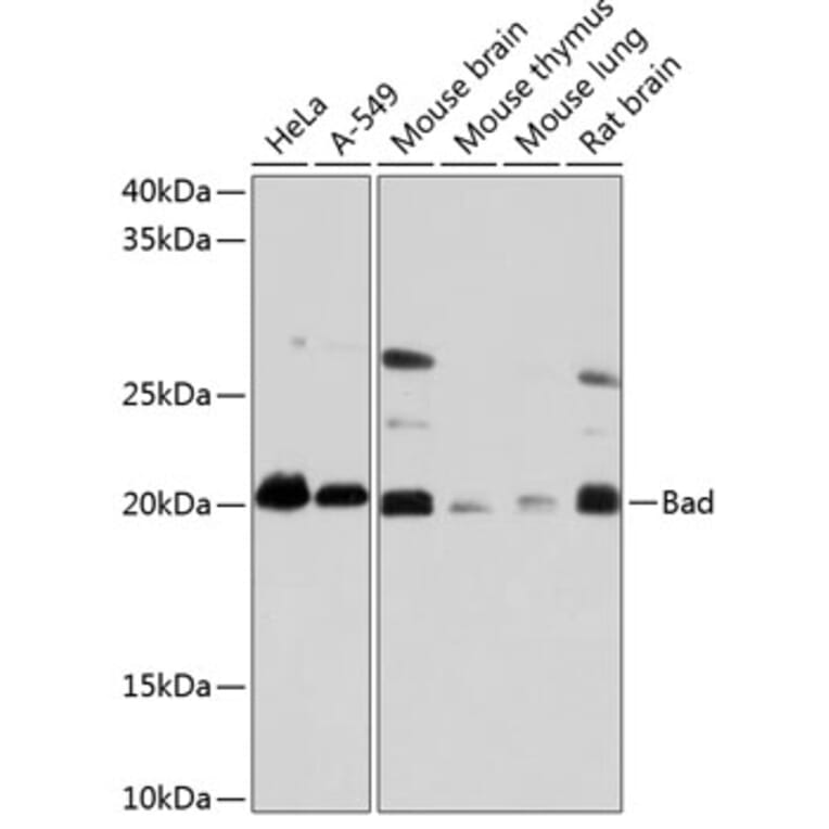 Western Blot - Anti-Bad Antibody [ARC0074] (A307327) - Antibodies.com