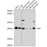 Western Blot - Anti-Bad Antibody [ARC0074] (A307327) - Antibodies.com