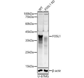 Western Blot - Anti-FRA1 Antibody (A307329) - Antibodies.com