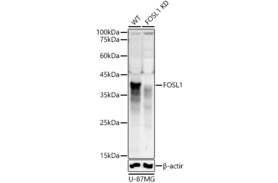 Western Blot - Anti-FRA1 Antibody (A307329) - Antibodies.com