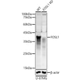 Western Blot - Anti-FRA1 Antibody (A307329) - Antibodies.com