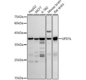 Western Blot - Anti-UFD1L Antibody [ARC2969] (A307330) - Antibodies.com