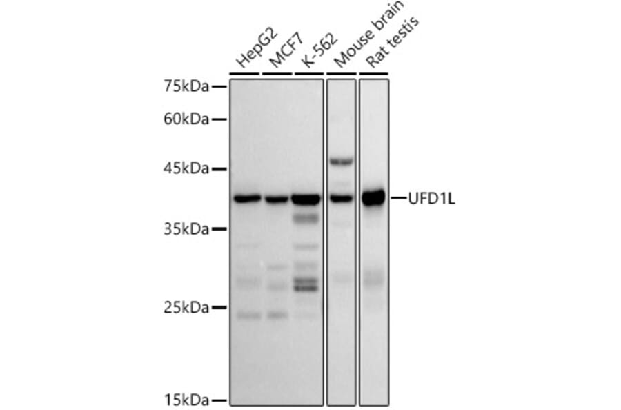 Western Blot - Anti-UFD1L Antibody [ARC2969] (A307330) - Antibodies.com
