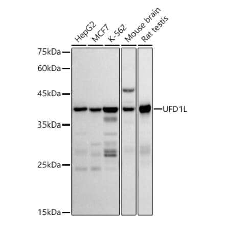 Western Blot - Anti-UFD1L Antibody [ARC2969] (A307330) - Antibodies.com