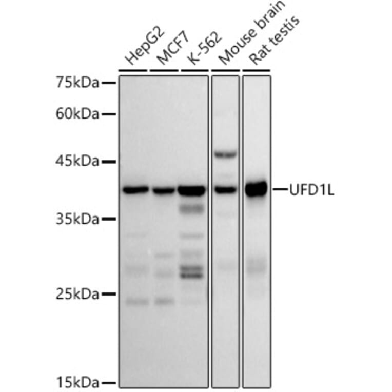 Western Blot - Anti-UFD1L Antibody [ARC2969] (A307330) - Antibodies.com