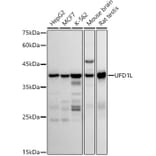 Western Blot - Anti-UFD1L Antibody [ARC2969] (A307330) - Antibodies.com