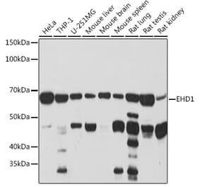 Western Blot - Anti-EHD1 Antibody [ARC2015] (A307331) - Antibodies.com