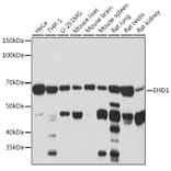 Western Blot - Anti-EHD1 Antibody [ARC2015] (A307331) - Antibodies.com