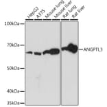 Western Blot - Anti-ANGPTL3 Antibody [ARC1214] (A307333) - Antibodies.com