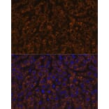 Immunofluorescence - Anti-ANGPTL3 Antibody [ARC1214] (A307333) - Antibodies.com