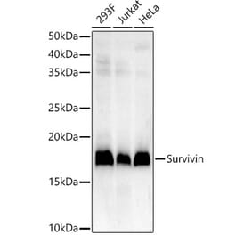 Western Blot - Anti-Survivin Antibody [ARC54647] (A307338) - Antibodies.com