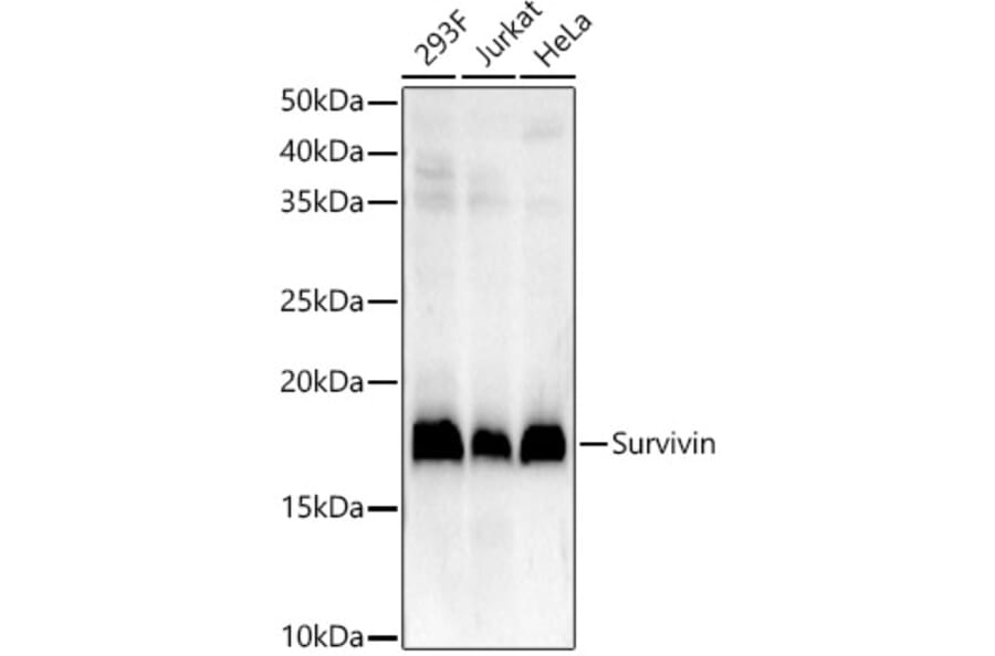 Western Blot - Anti-Survivin Antibody [ARC54647] (A307338) - Antibodies.com
