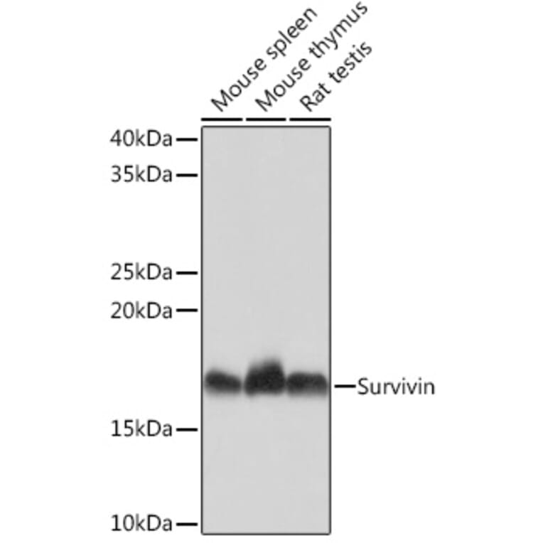 Western Blot - Anti-Survivin Antibody [ARC0259] (A307339) - Antibodies.com