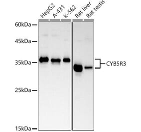 Western Blot - Anti-CYB5R3 Antibody [ARC2849] (A307340) - Antibodies.com