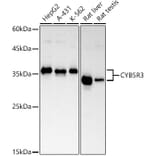 Western Blot - Anti-CYB5R3 Antibody [ARC2849] (A307340) - Antibodies.com
