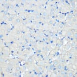 Immunohistochemistry - Anti-Scavenging Receptor SR-BI Antibody [ARC0334] (A307344) - Antibodies.com