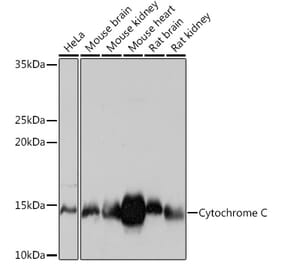 Western Blot - Anti-Cytochrome C Antibody [ARC1153] (A307346) - Antibodies.com