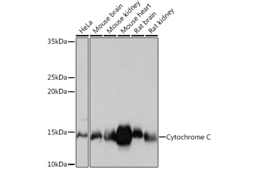 Western Blot - Anti-Cytochrome C Antibody [ARC1153] (A307346) - Antibodies.com
