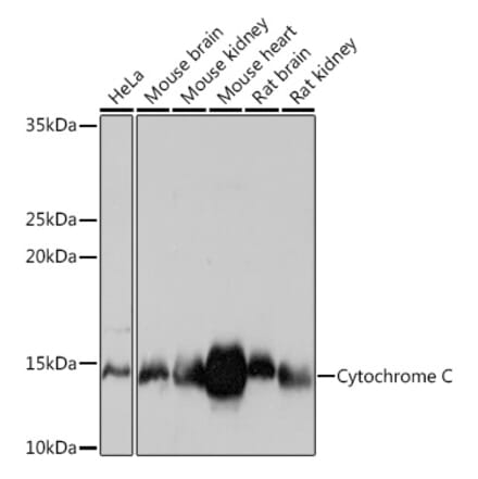 Western Blot - Anti-Cytochrome C Antibody [ARC1153] (A307346) - Antibodies.com