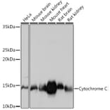 Western Blot - Anti-Cytochrome C Antibody [ARC1153] (A307346) - Antibodies.com
