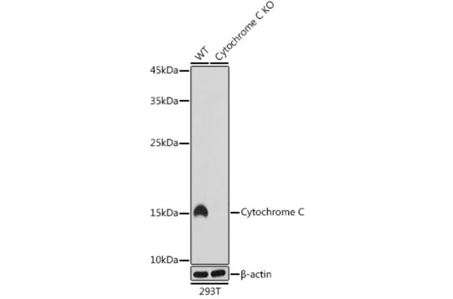 Western Blot - Anti-Cytochrome C Antibody [ARC1153] (A307346) - Antibodies.com