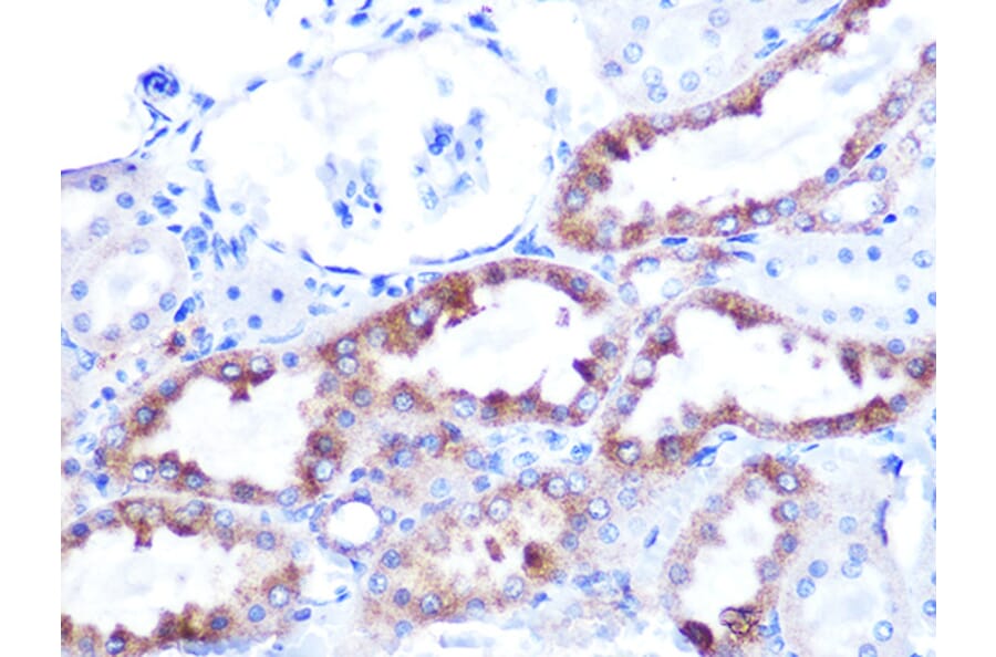 Immunohistochemistry - Anti-Cytochrome C Antibody [ARC1153] (A307346) - Antibodies.com