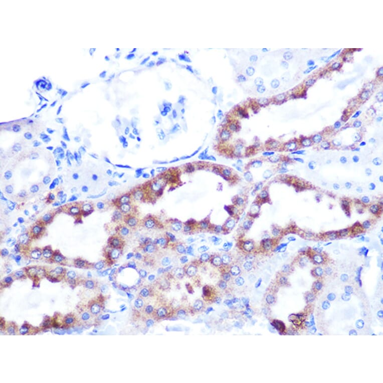 Immunohistochemistry - Anti-Cytochrome C Antibody [ARC1153] (A307346) - Antibodies.com