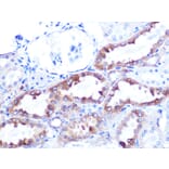 Immunohistochemistry - Anti-Cytochrome C Antibody [ARC1153] (A307346) - Antibodies.com