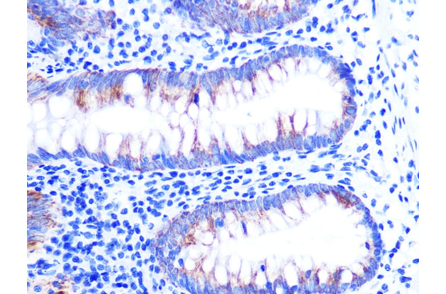 Immunohistochemistry - Anti-Cytochrome C Antibody [ARC1153] (A307346) - Antibodies.com