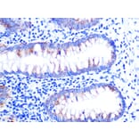 Immunohistochemistry - Anti-Cytochrome C Antibody [ARC1153] (A307346) - Antibodies.com
