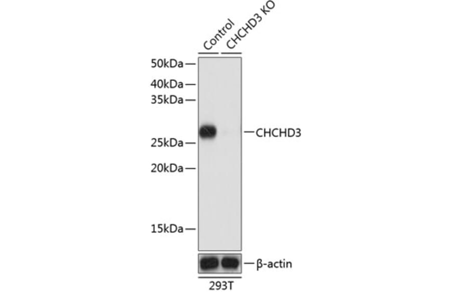 Western Blot - Anti-MIC19 Antibody (A307351) - Antibodies.com