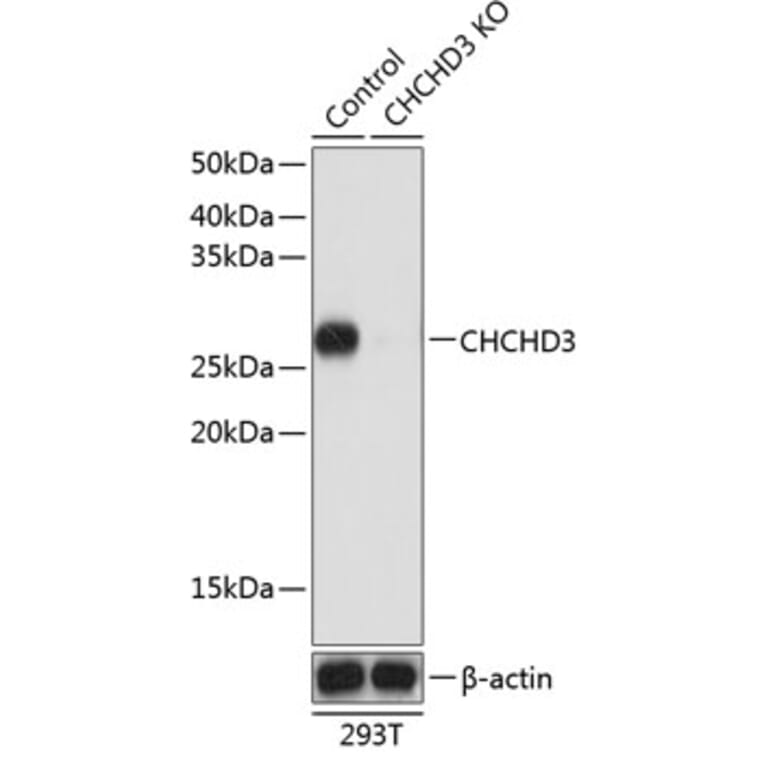 Western Blot - Anti-MIC19 Antibody (A307351) - Antibodies.com