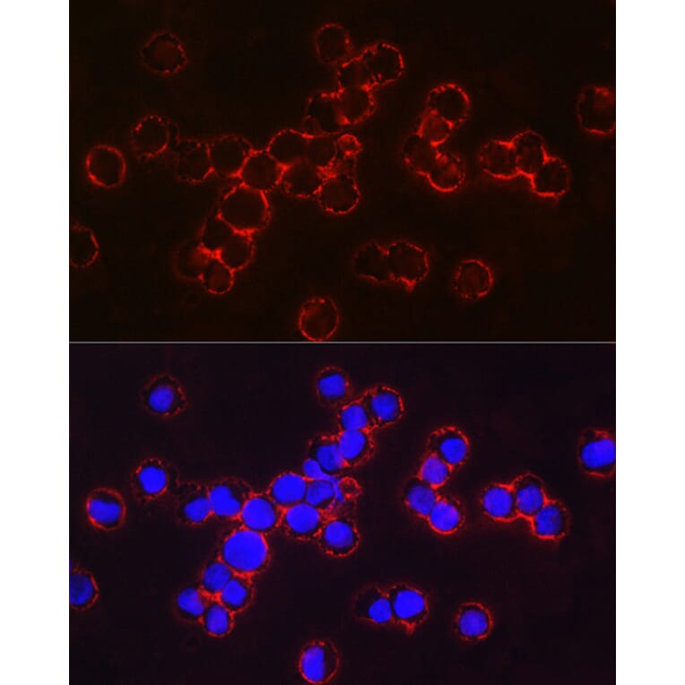 Immunofluorescence - Anti-fetal hemoglobin Antibody (A307353) - Antibodies.com