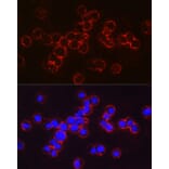 Immunofluorescence - Anti-fetal hemoglobin Antibody (A307353) - Antibodies.com