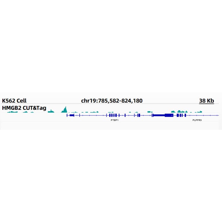 Cut&Tag - Anti-HMGB2 Antibody [ARC1460] (A307358) - Antibodies.com