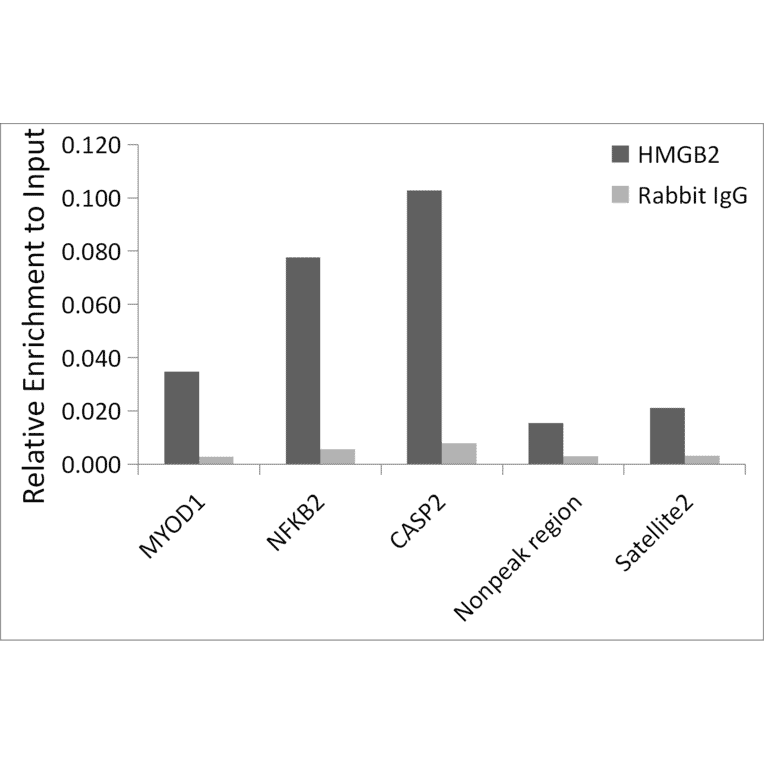 Chromatin Immunoprecipitation - Anti-HMGB2 Antibody (A307358) - Antibodies.com