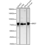 Western Blot - Anti-BRD7 Antibody (A307359) - Antibodies.com