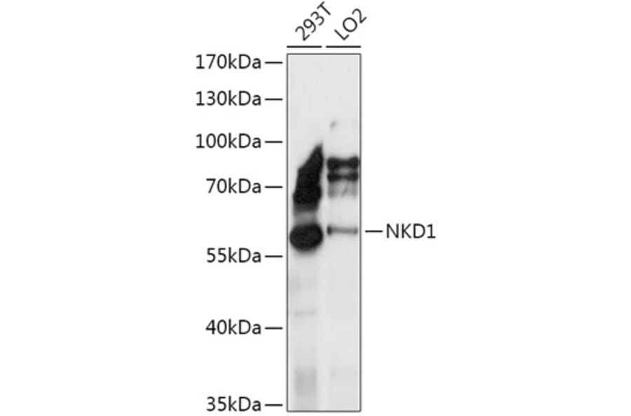 Western Blot - Anti-Naked1 Antibody (A307361) - Antibodies.com