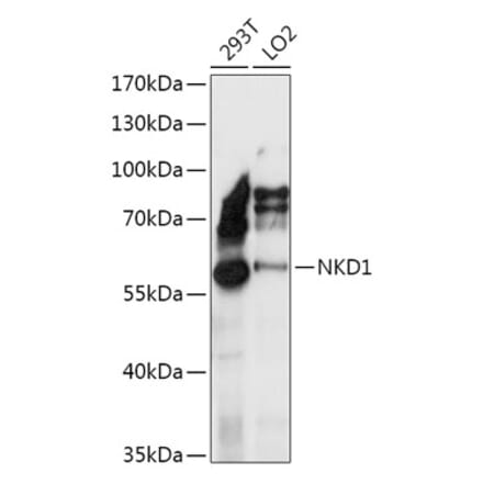 Western Blot - Anti-Naked1 Antibody (A307361) - Antibodies.com