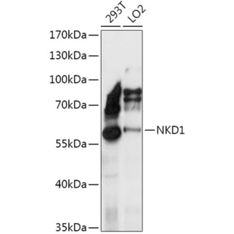 Western Blot - Anti-Naked1 Antibody (A307361) - Antibodies.com