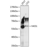 Western Blot - Anti-Naked1 Antibody (A307361) - Antibodies.com